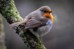 Round-Robin